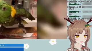 Japanese deer watching "It's Not a Good Bird at First Glance"