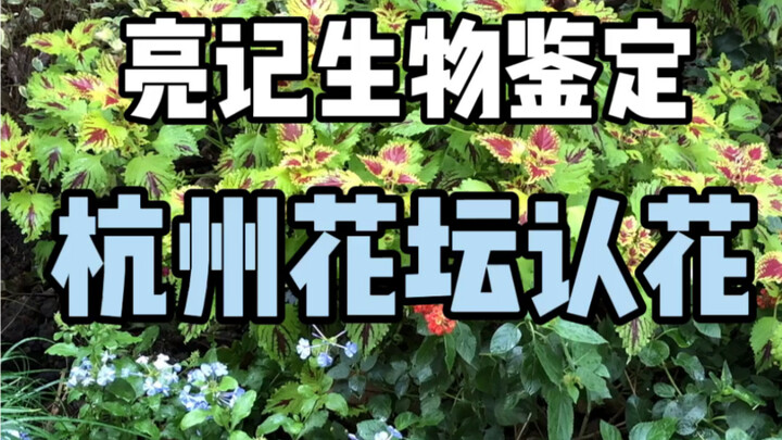 【Catatan Terang Identifikasi Biologi】Mengenali Bunga di Taman Bunga Hangzhou