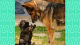 ลูกสุนัขเยอรมันเชพเพิร์ดน่ารักเล่นกับแม่และพ่อ - วิดีโอสุนัขต้อนเยอรมันตลก