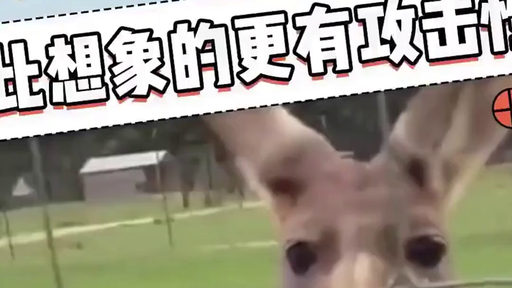 Chuột túi: Hung dữ hơn bạn tưởng nhiều!