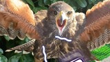 The croaking of our Harris' hawk is a bit rude.