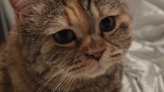 Do you let cats sleep on your bed? The kind that haven't had enough to eat.