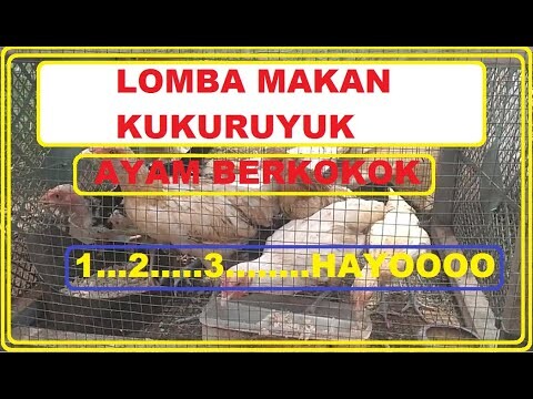 KUKURUYUK AYAM BERKOKOK ayam kate