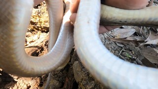 Ông Anh Hàng Xóm Chỉ Cho Hang Rắn - 7 Ân