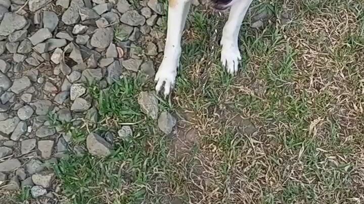 Patcho , Mighty and Coco...