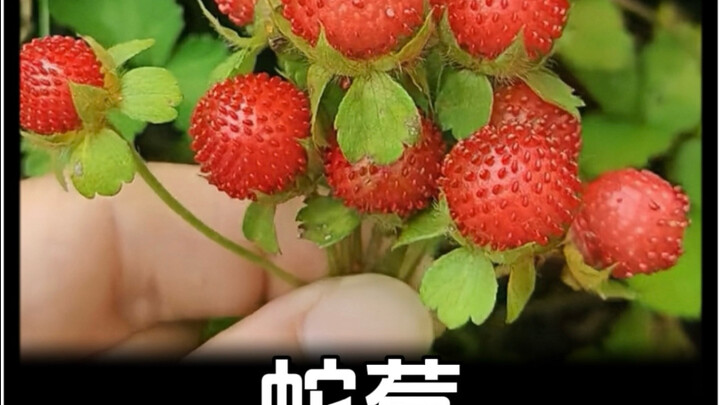 Rốt cuộc dâu dây có ăn được không? Vì sao ngày bé ông bà thường bảo nó có độc?