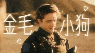 欧美群像 | 紧急摄入金毛小狗能量！