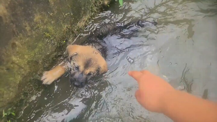 Jatuh ke selokan, anjing kampung kecil yang suka bermain