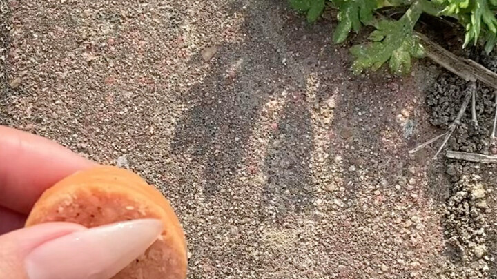 How to Make an Ant Get Beaten Three Times