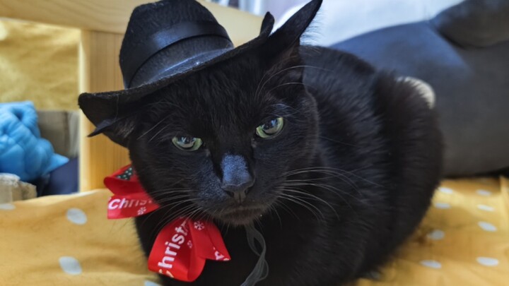 Aturan Meow, Xunmeow, satu meow dari Michael Jackson