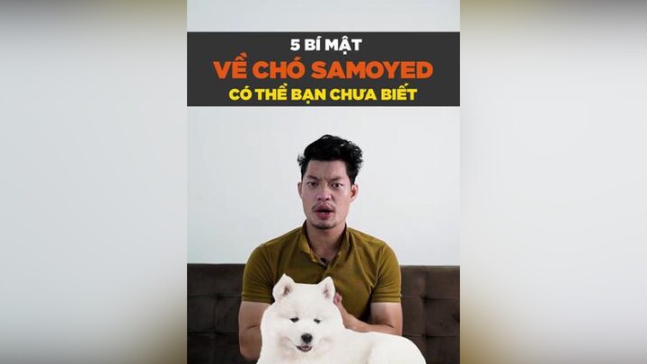 5 bí mật về chó Samoyed có thể bạn chưa biết petnhatrang petonesaigon tuitienpet dcgr