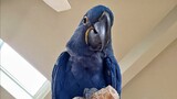 [Động vật]Giới thiệu con vẹt màu tím và xanh của tôi