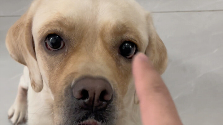 Đây chính là vừa hèn nhát lại vừa bảo vệ chủ nhân.