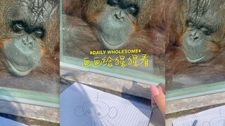 画画给猩猩看