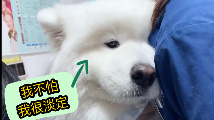 [Samoyed] Taking the diarrhea-stricken West Pig to the vet—almost got my fur rubbed off by the cute 