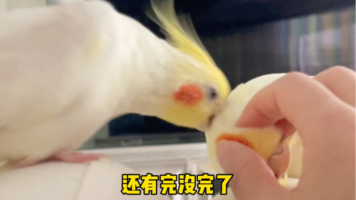 While touching one bird’s genitals, I accidentally touched another—so angry I could barely see strai