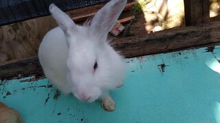 Early Playing My bunnies