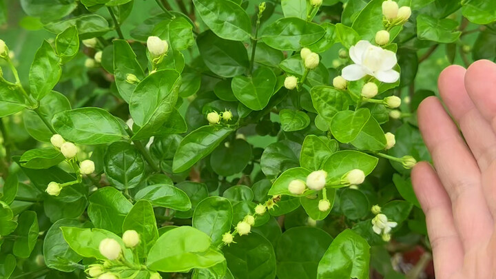 How to Care for Your Summer Plants So They Survive the Heat!