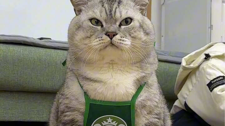 Những thanh thức ăn cho mèo trong túi của Đại Tráng là do cậu em để vào.