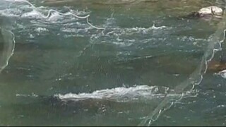 cast net fishing in Nepal | himalayan trout fishing technique |