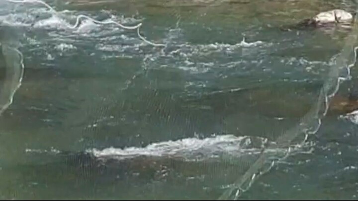 cast net fishing in Nepal | himalayan trout fishing technique |