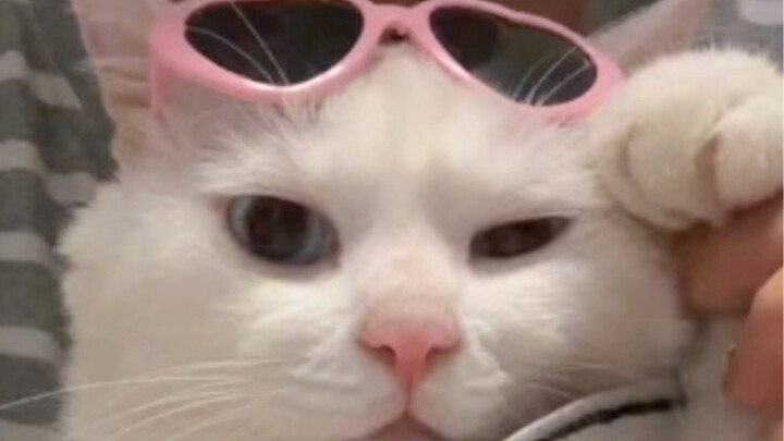 Meow: Baby, let’s chat for a bit~