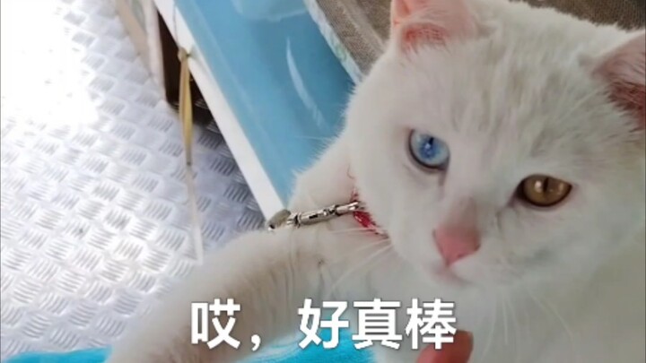 Mèo của ông chú còn có thể làm huấn luyện viên rồi