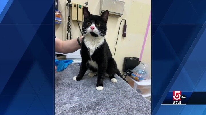 Tuxedo cat rescued from precarious perch on seawall