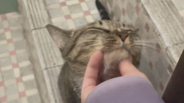 เรื่องที่น้องแมวบ้าเลียนแบบท่าทางของฉัน