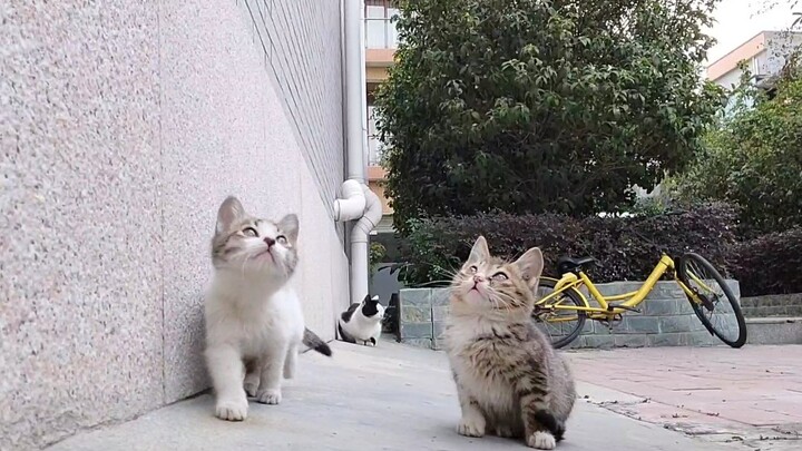 [Pets] Cute Stray Kitten