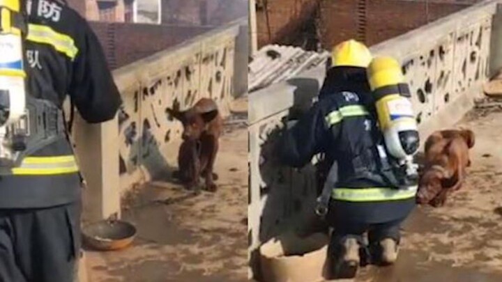 A dog-fearing firefighter summons his courage to rescue a pup from a blaze; the dog’s reaction has n