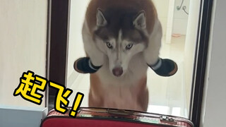 After putting shoes on the dog, I tested its obstacle avoidance ability and it almost made me laugh 