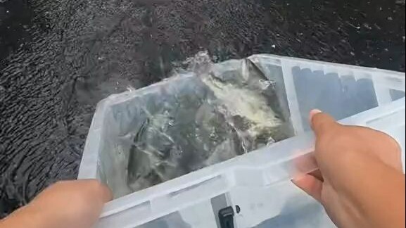 They’ve already won over the adults, but why does this kid hate eating fish so much?