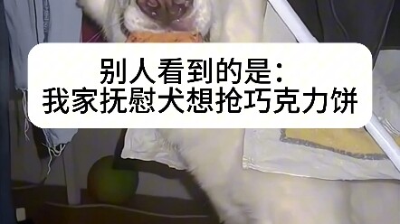 抚慰犬：求你别在伤害自己了