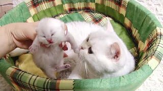 British shorthair mom takes care of her 5 day old baby cats