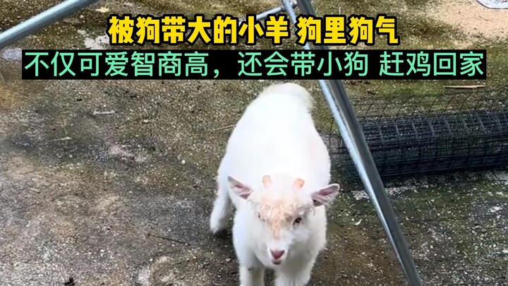 Chú cừu lớn lên bên cạnh chó, tính khí cũng “chó sì chó sị”, đáng yêu lại thông minh hết ý