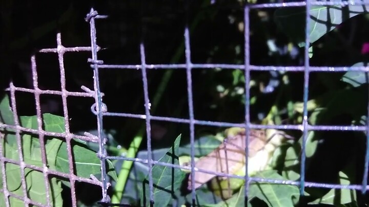 INI ADALAH MASTERAN UNTUK SEMUA BURUNG yg didapat gratis dari alam, TEMBAKAN TAJAM