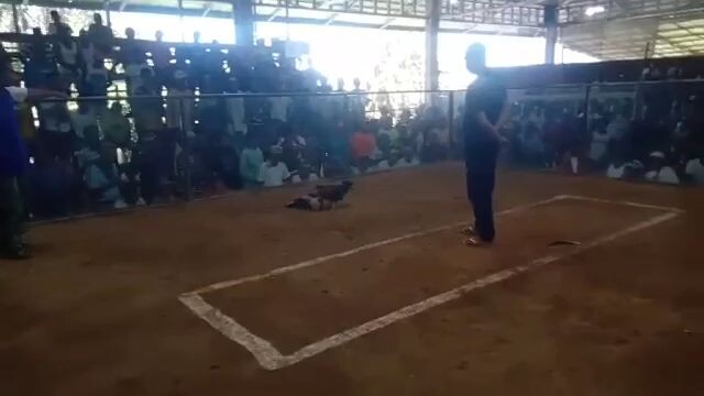 congrats tol daog nman manok m pula nga yellow legs walay sugat