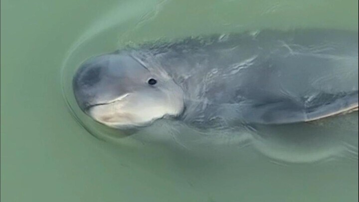 โลมาปากขวดยูนนาน จอมซ่าแห่งถนนฉางเจียง! ศัตรูตัวฉกาจของนักตกปลา!