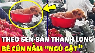 Đáng yêu khoảnh khắc 'CHÚ CÚN NGỦ QUÊN' trên xe khi theo chủ đi 'BÁN THANH LONG' 😂 | Gâu Đần