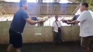 kanawayun rrzb broodcock