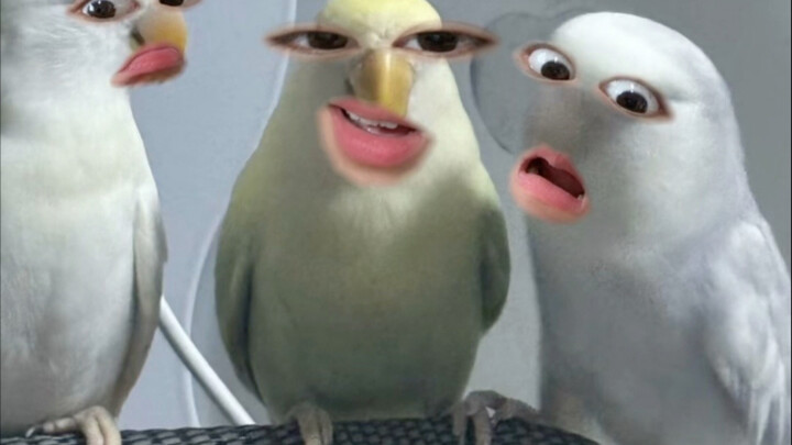 سأسافر قريبًا، فطلبت شخصًا يأتي إلى المنزل لإطعام الحيوانات، وقمت بعمل فيديو بدا ممتعًا جدًا، لذا سأ