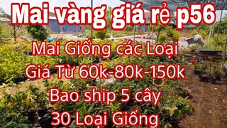 mai vàng giá rẻ p56 | 0333821029 Chị Nhiên | 30l mai giống giá rẻ các loại từ 60 -80- 150k bao ship