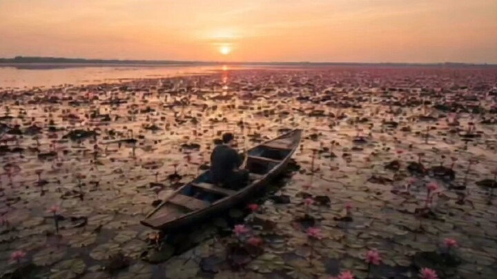 Red Lotus Sea Udon Thani : Amazing Thailand x Lisa | Bank Kung [Cover Video]