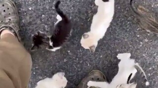 عندما كنت صغيرًا، قمت بتربية هذه الحيوانات، وهي تتذكر مدى الحياة! بعد سنوات عديدة، تعرّف الأسد على م