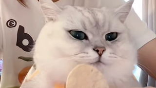 Cooperating with Mom's Evil Silver Gradation