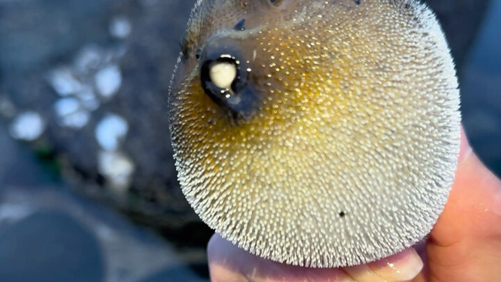 Freshly caught seafood, filmed on the spot, then eaten