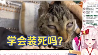 日本猫巫女看《动物迷惑行为大赏148》