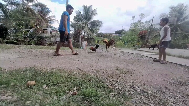 gold (stag) VS buyugin (bulstag)