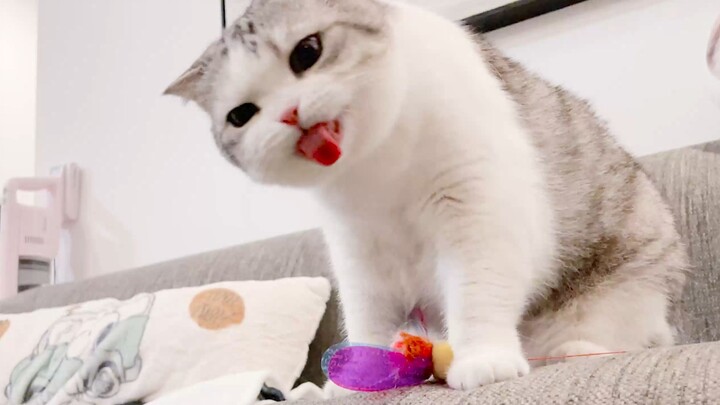 How can a little kitten love to hum and mumble so much!